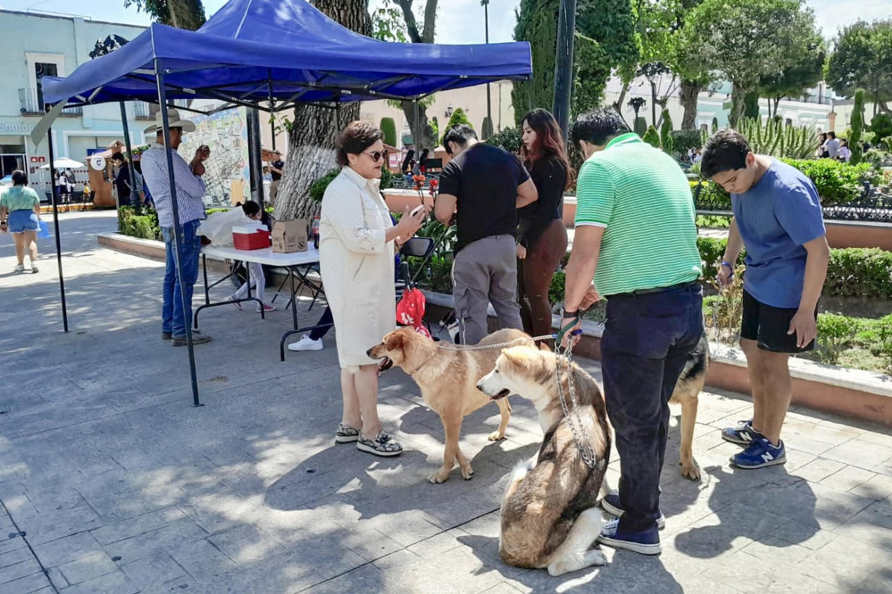 ¡Protege a tus mascotas! Gobierno de Huamantla invita a vacunarlas contra la rabia